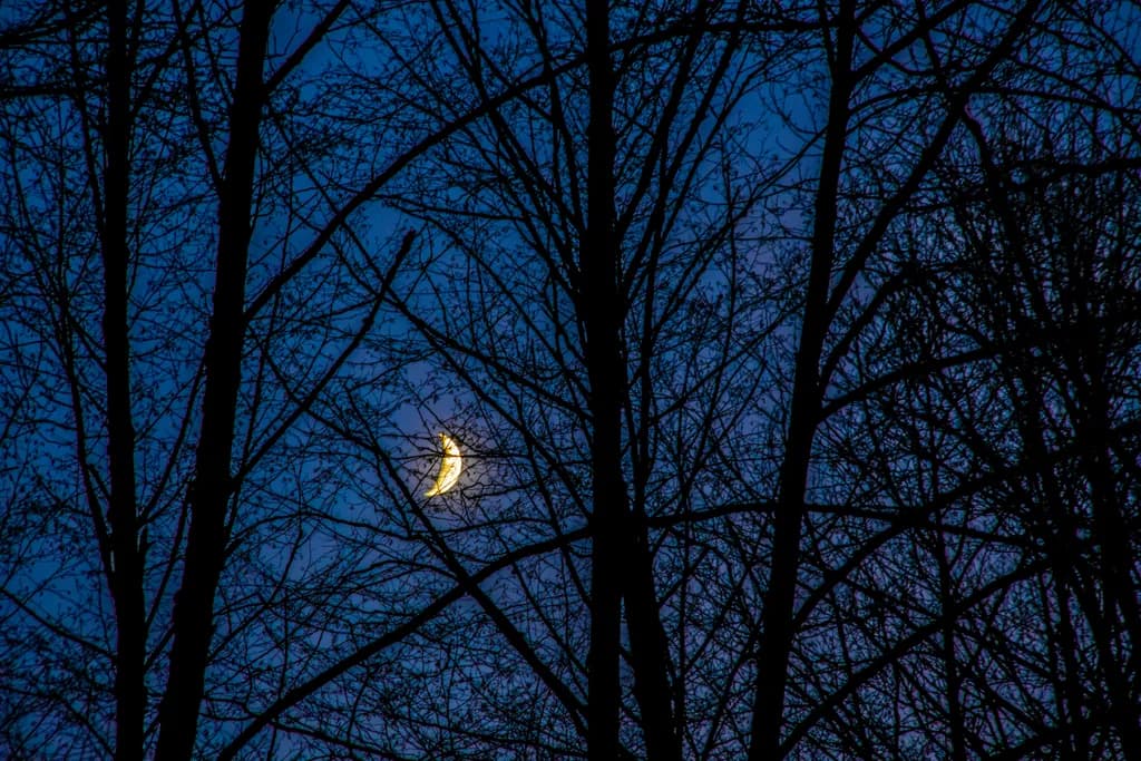 Whispers of the Moon: A Serene Night Among the Trees