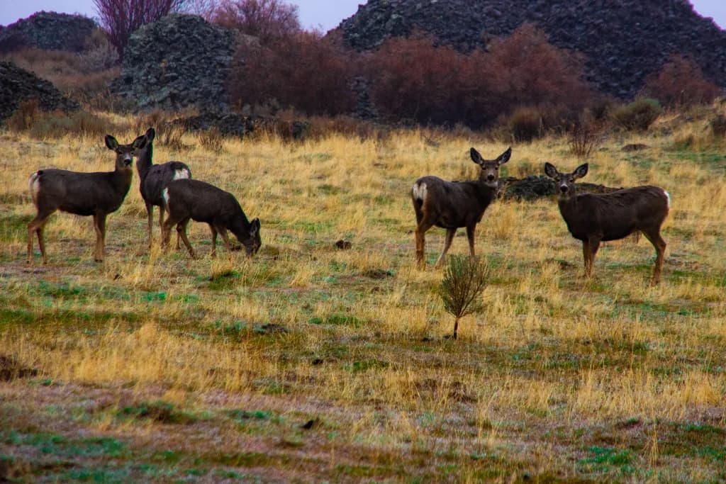 Whispers of the Wild: A Serene Herd of Deer in the Grassland