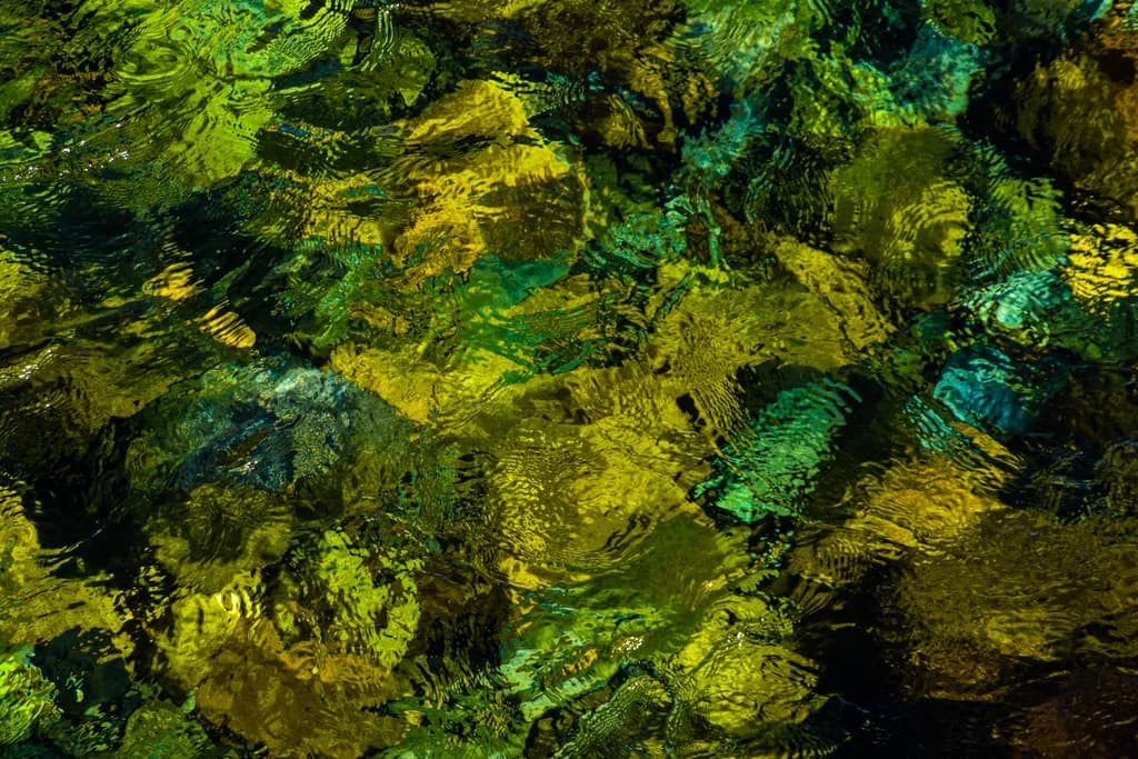 Tranquil Reflections: A Dance of Green and Water Textures in Nature