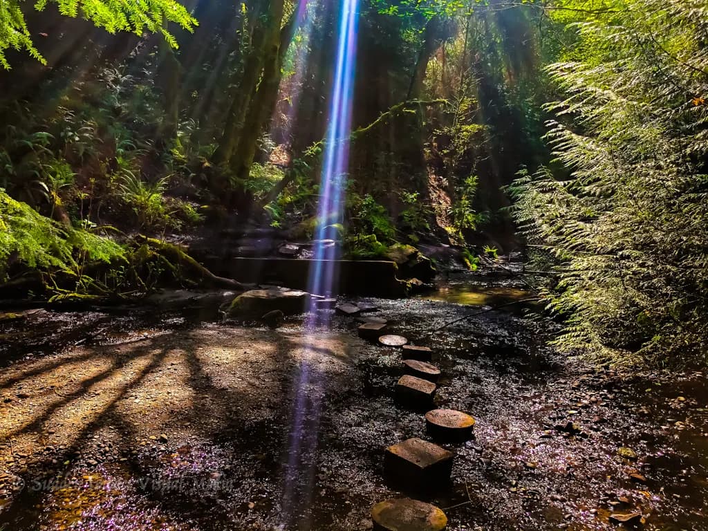 Whispers of Light: A Serene Journey Through the Enchanted Forest Pathway
