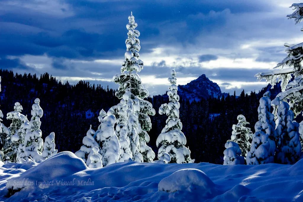 Cold Light