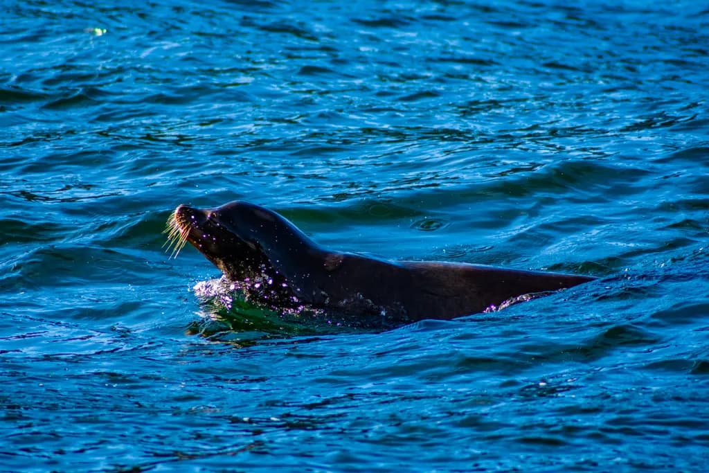 Whiskered Serenity: A Sea Lion's Dance in Crystal Waters
