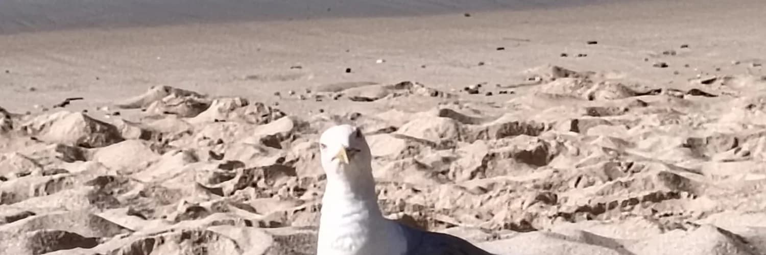 Banner del perfil