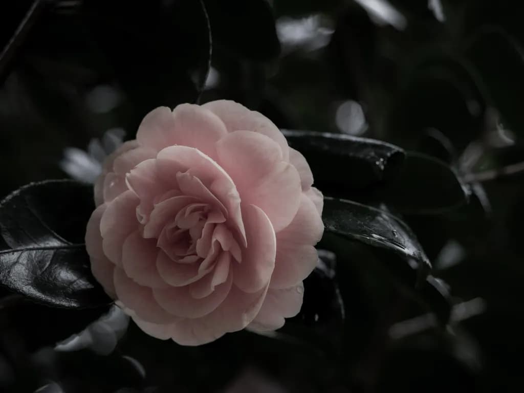 Resilient Camellia