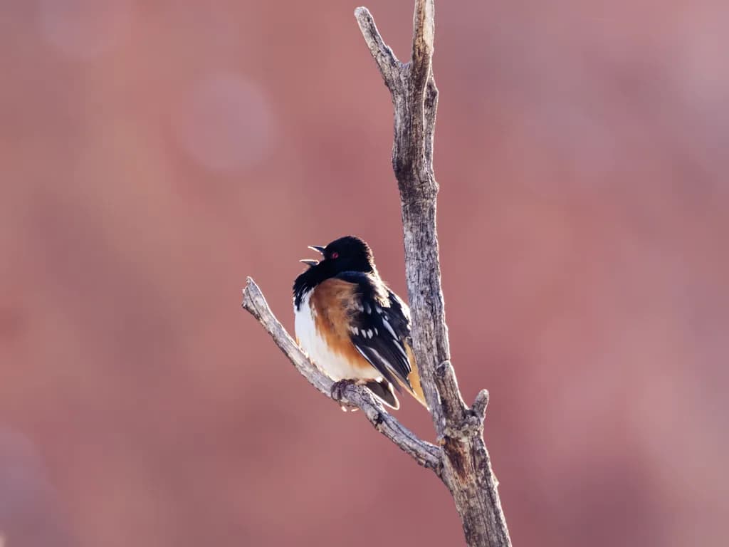 Quiet Perch