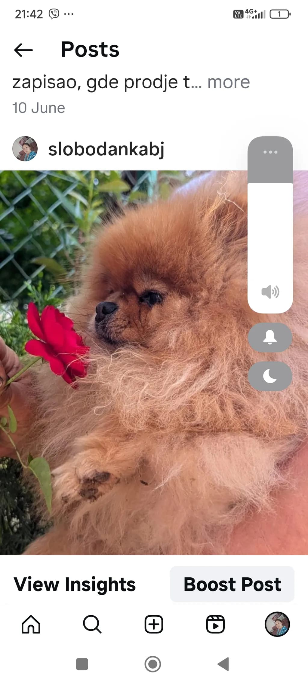 Whimsical Pomeranian: A Fluffy Companion with a Rose