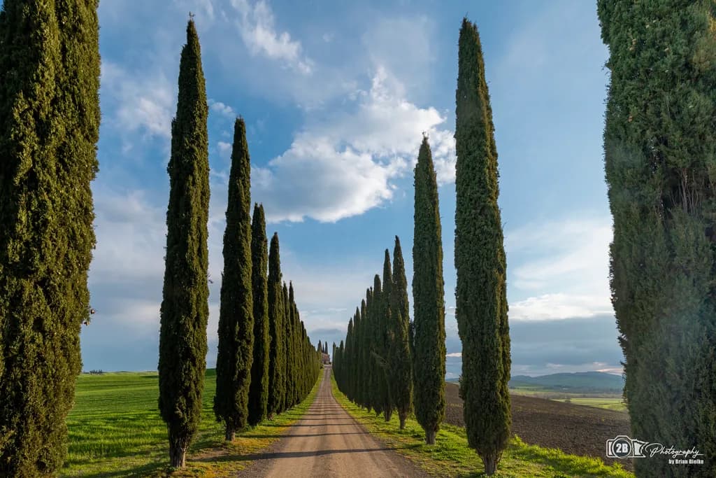 Cypress Serenity: A Tranquil Journey Through Nature's Embrace