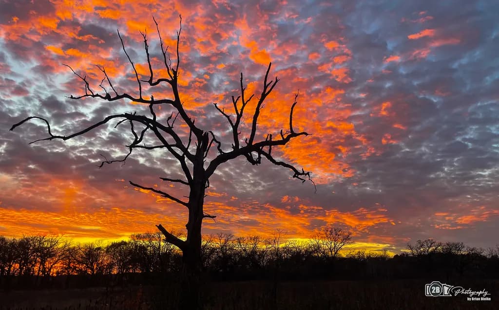 Whispers of Twilight: A Solitary Tree Beneath a Fiery Sky