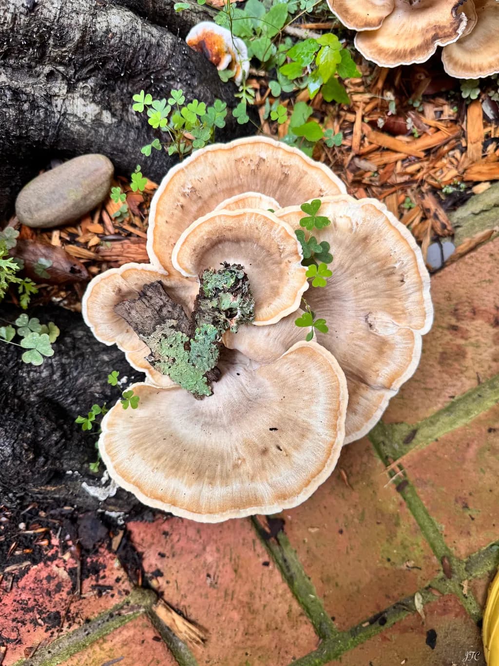 Mushrooming Love