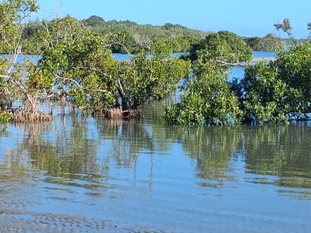 Mangrove Reflections