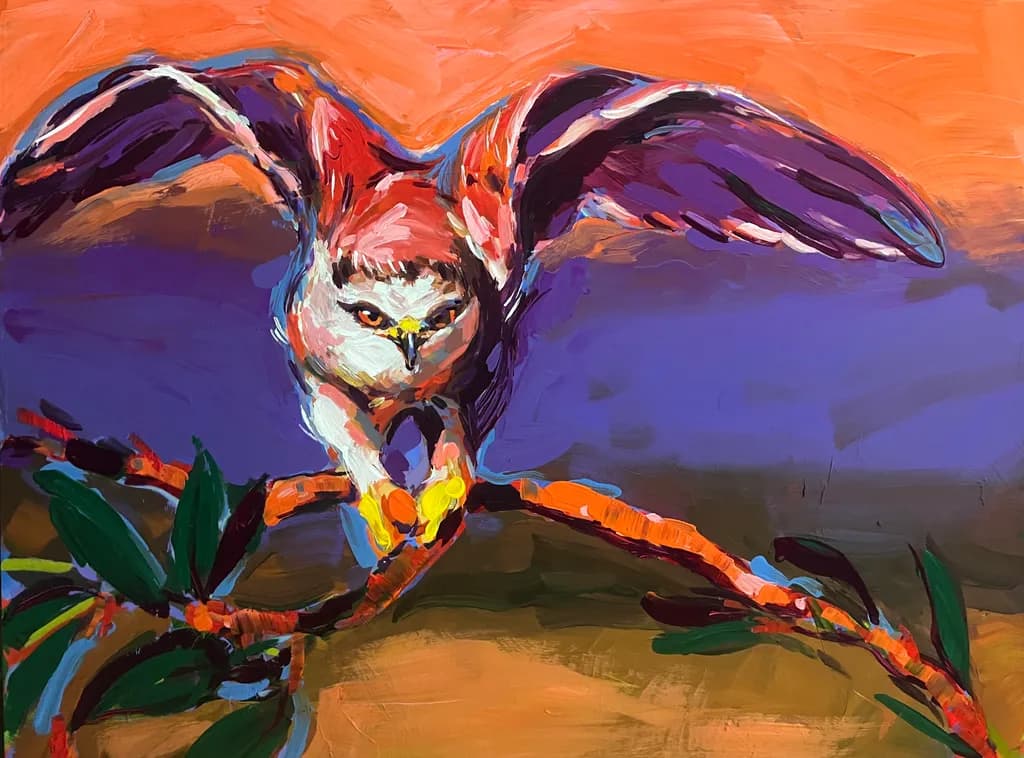 White-Tailed Kite Lift Off