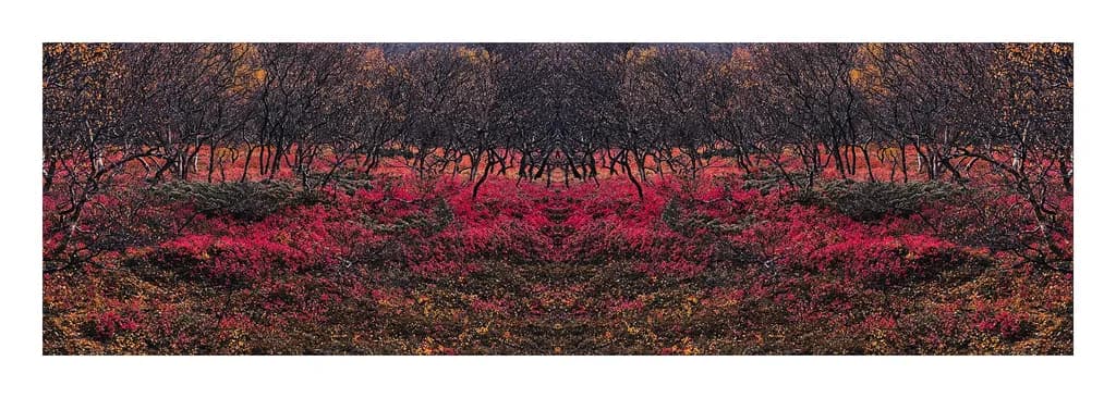 Crimson Undergrowth