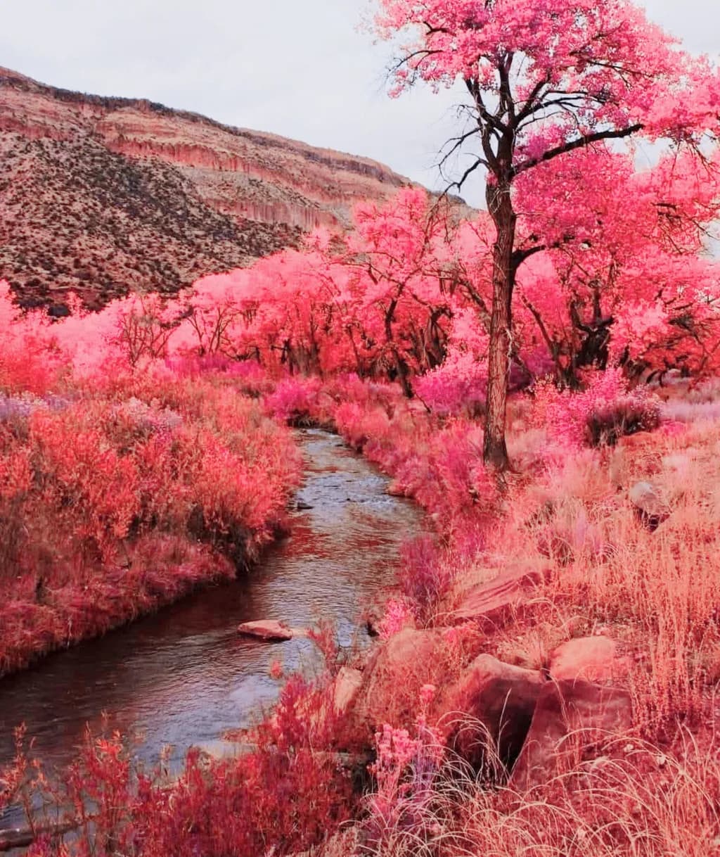 Crimson Stream