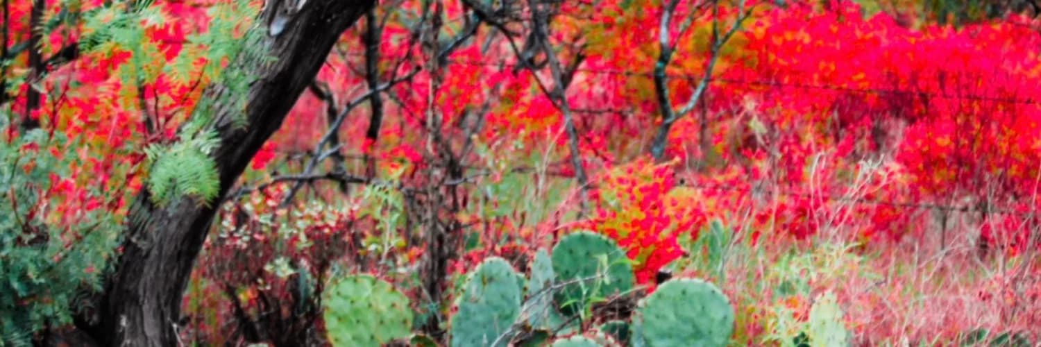 Banner del perfil