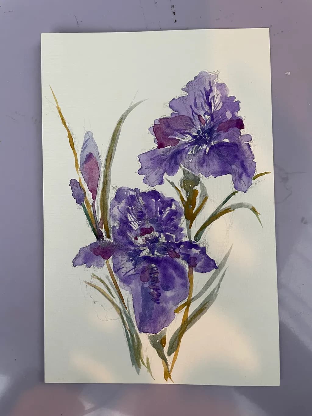 Purple Iris Blooms