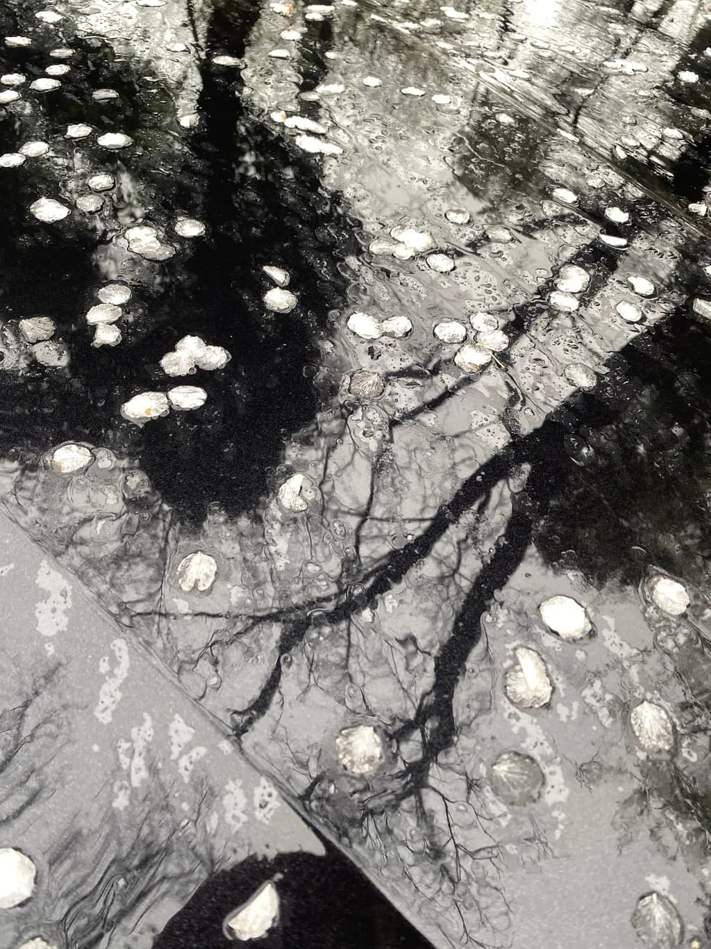 Petal Reflection