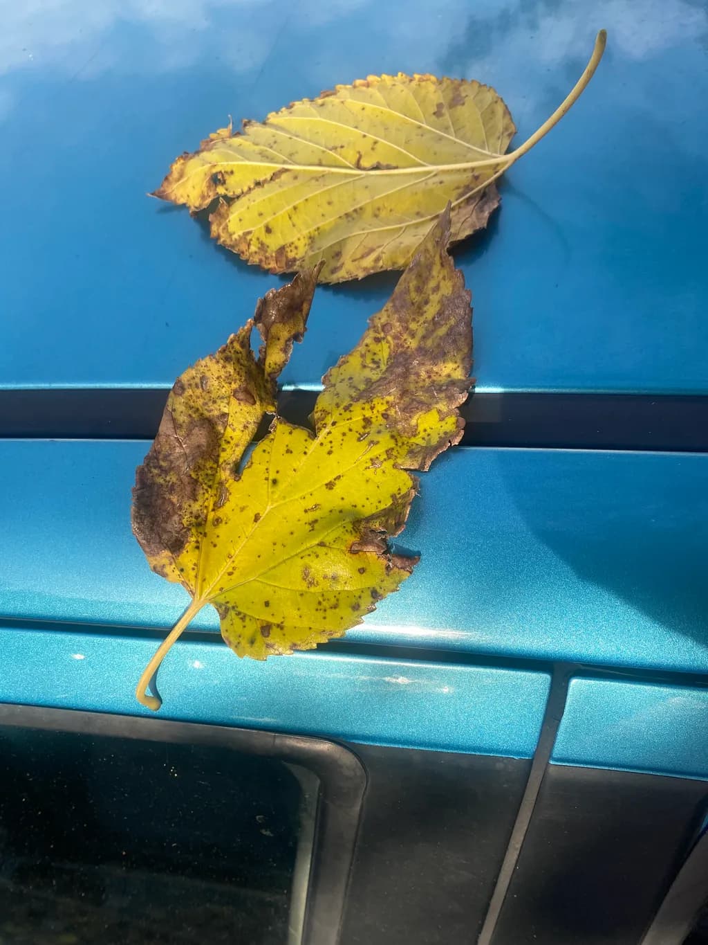 Fading Leaves on Blue