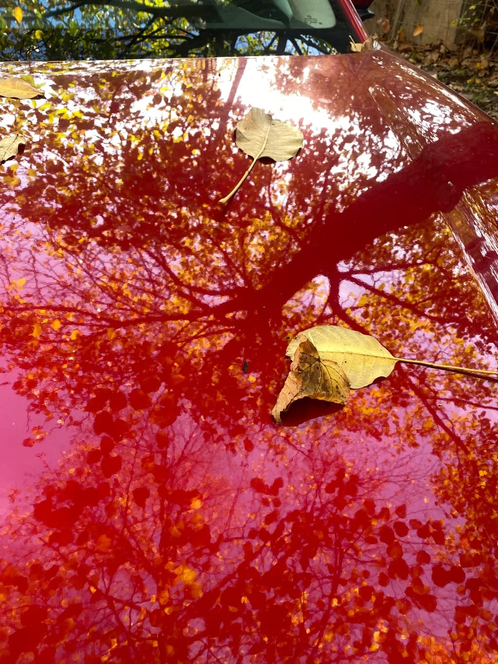 Autumn Reflection