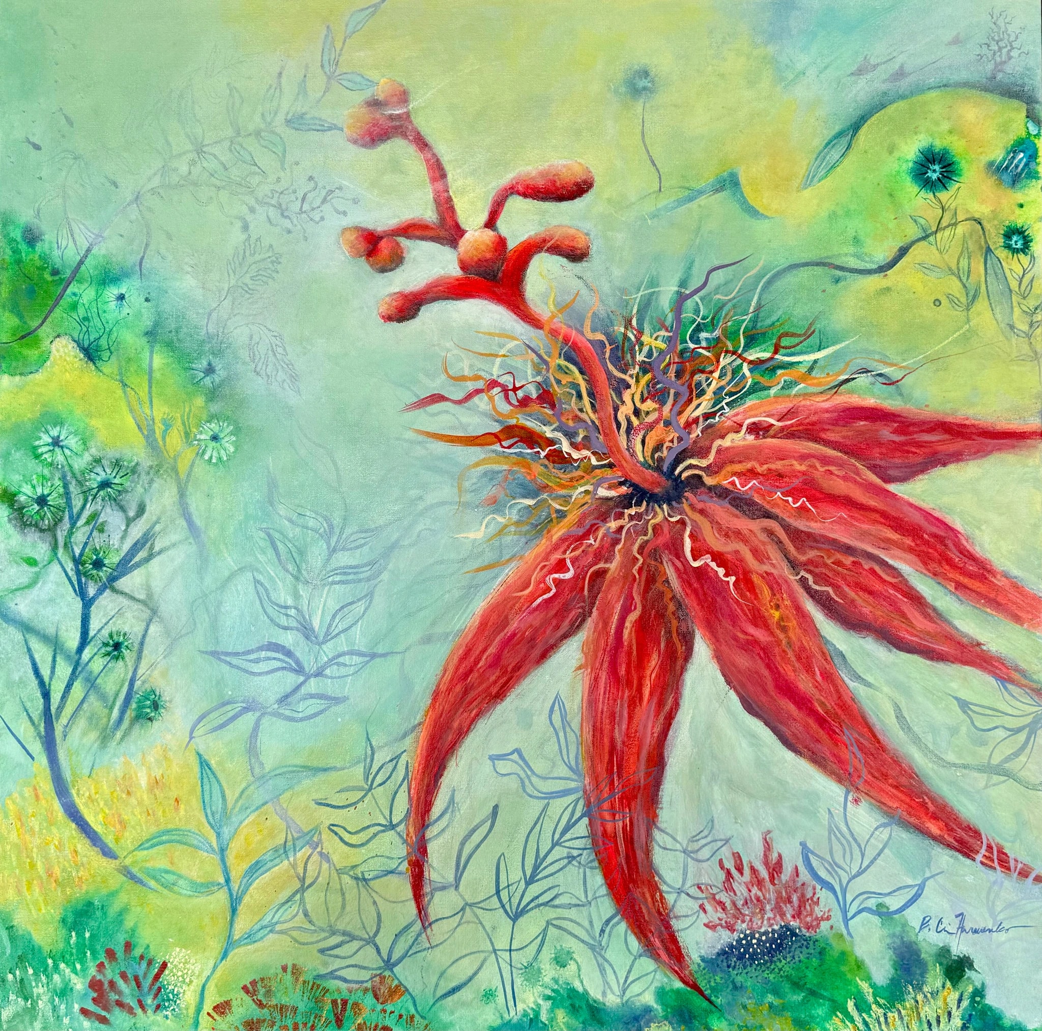 Passiflora Dreaming