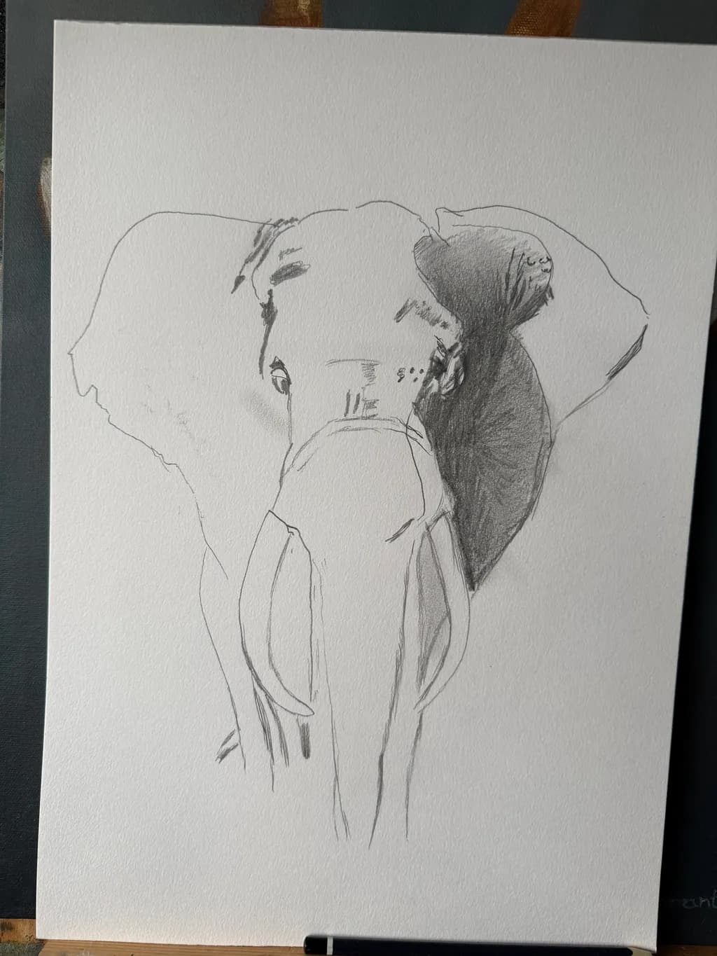 Elephant Reverie