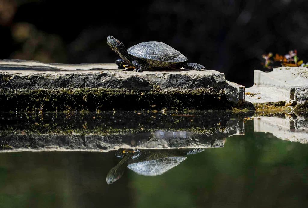 Turtle Reflection