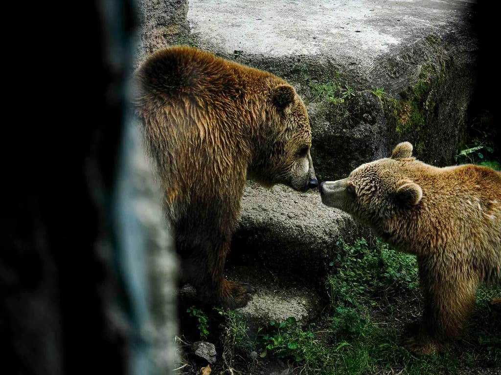 Bear Encounter