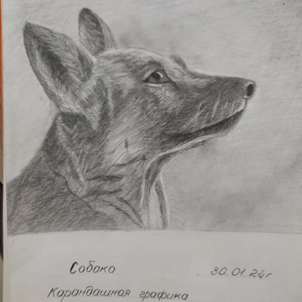 Whispers of Loyalty: A Realistic Graphite Portrait of a Dog