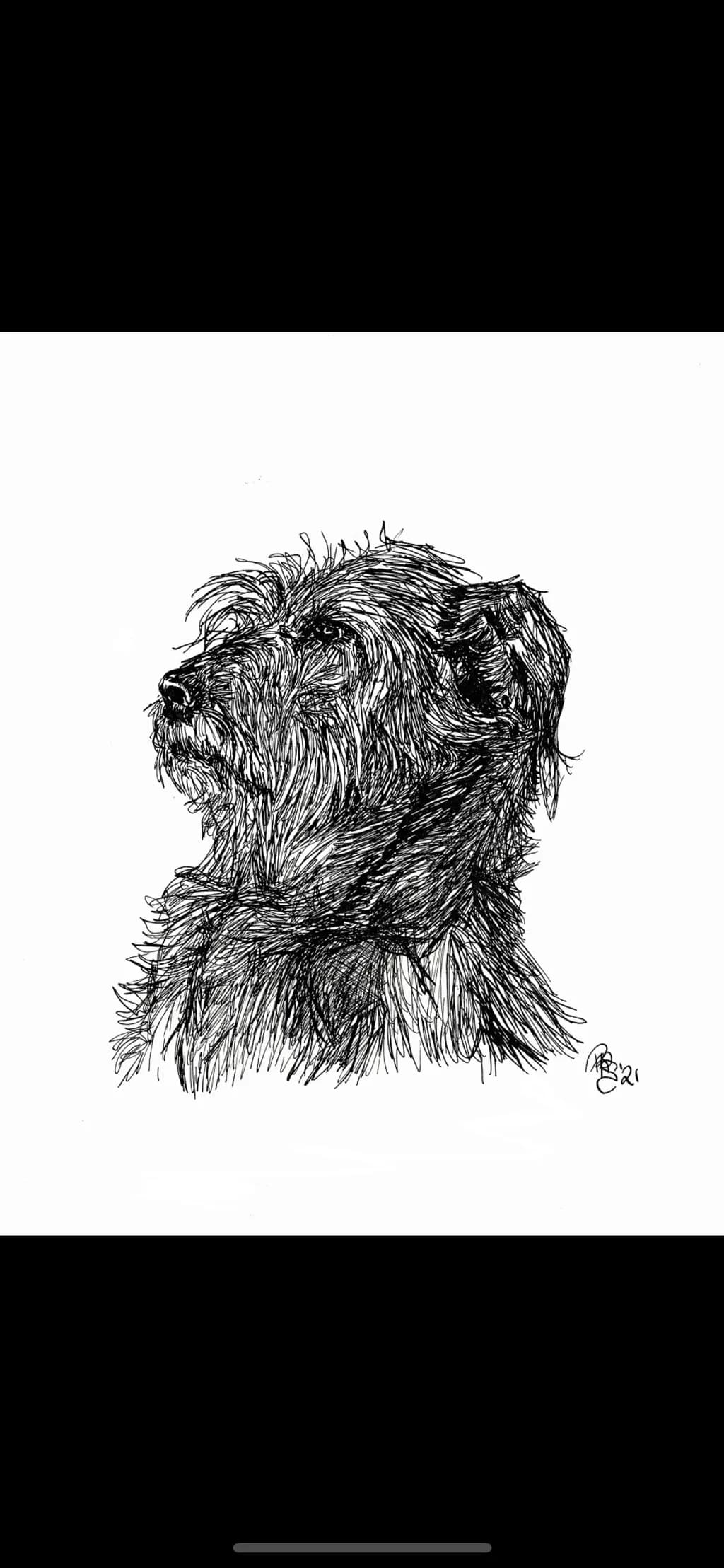 Whiskered Wisdom: A Detailed Portrait of a Loyal Companion