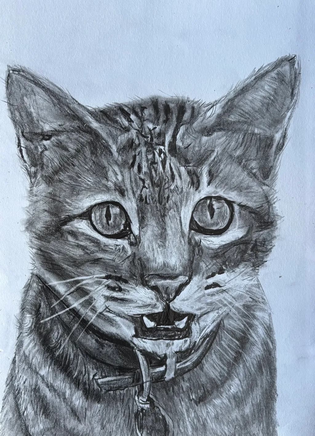 Curious Tabby Portrait