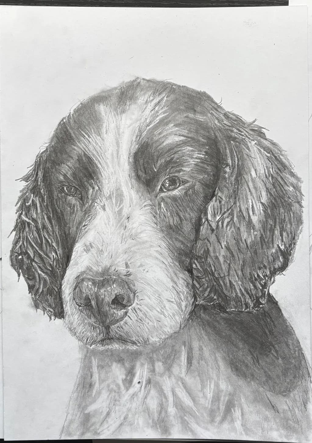 Canine Portrait