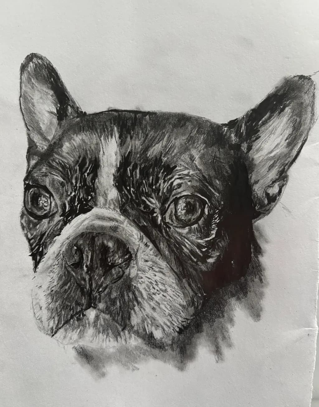 Frenchie Focus