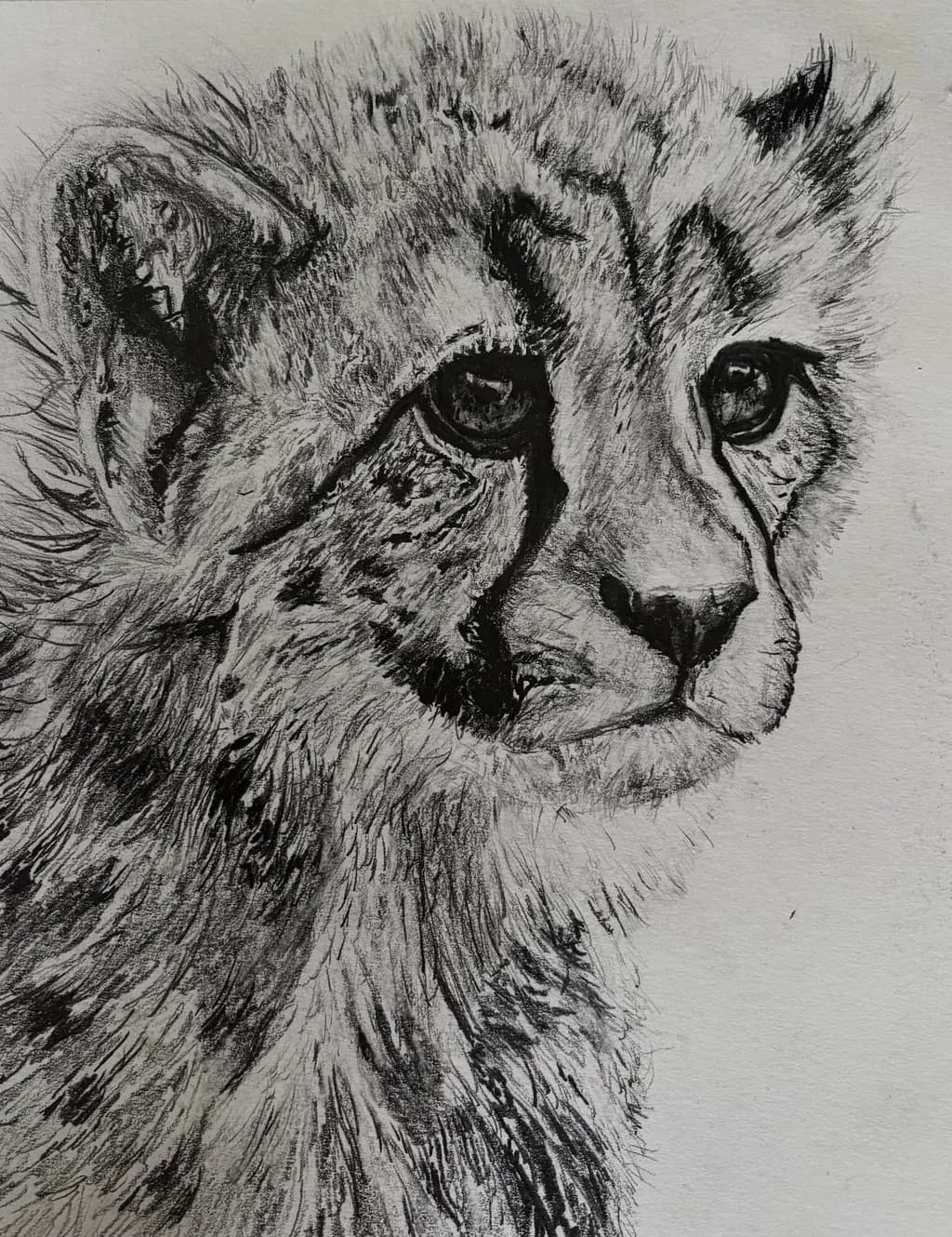 Young Cheetah Gaze