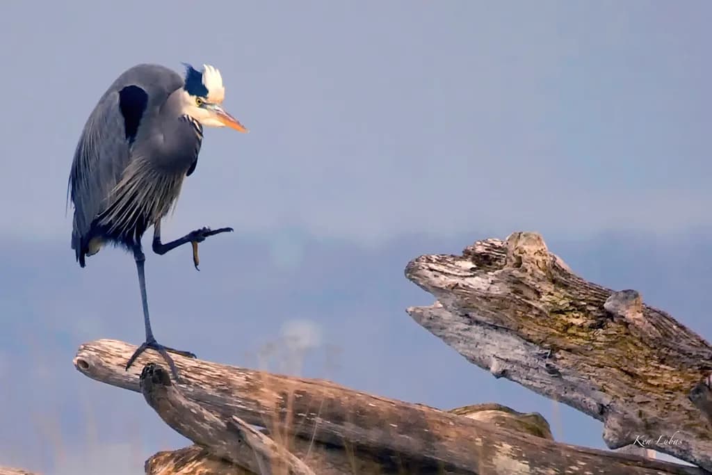 Serenity in Stillness: A Great Blue Heron on Driftwood at Dawn
