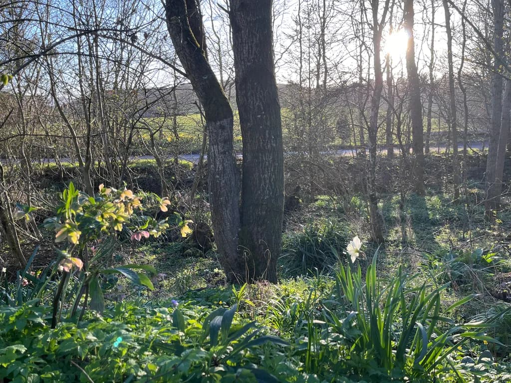 Morning Light in the Grove