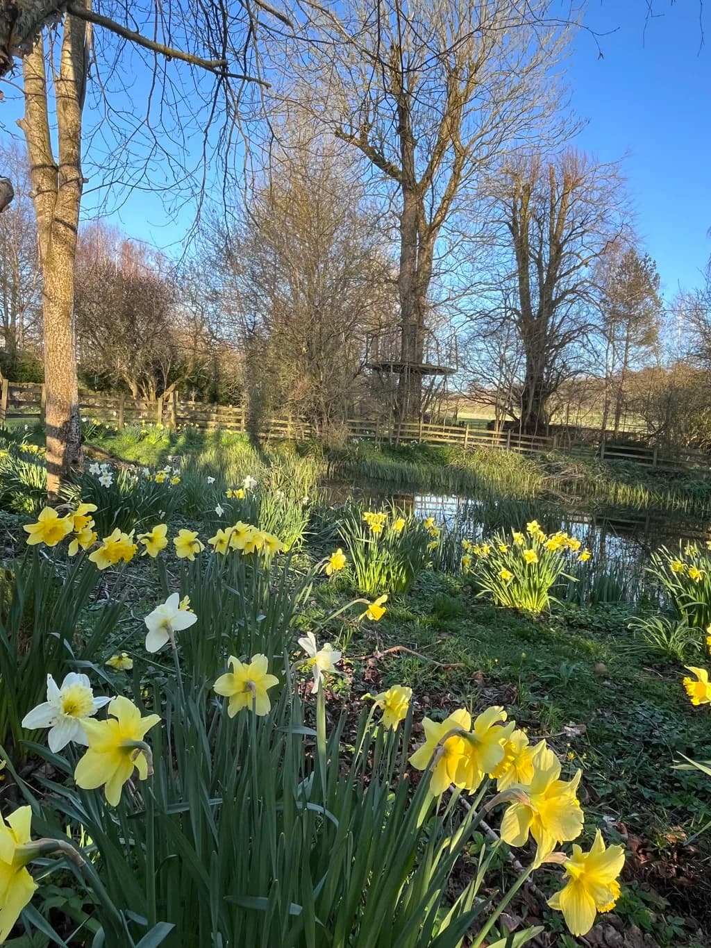 Daffodil Pondscape