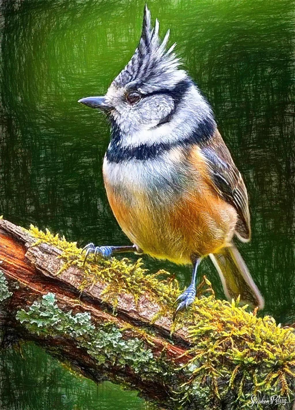 Crested Bird on Mossy Branch