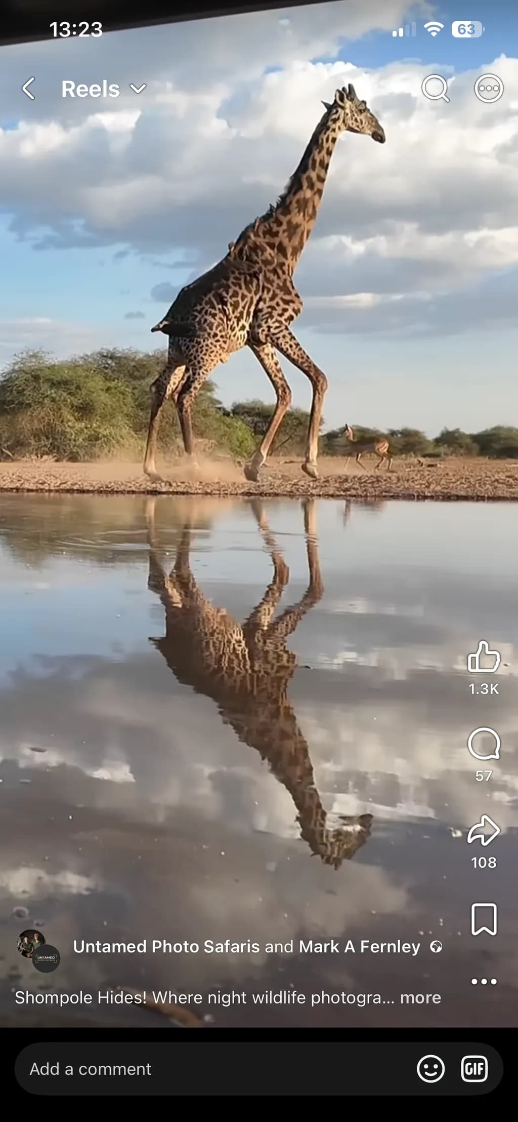 Giraffe Reflection