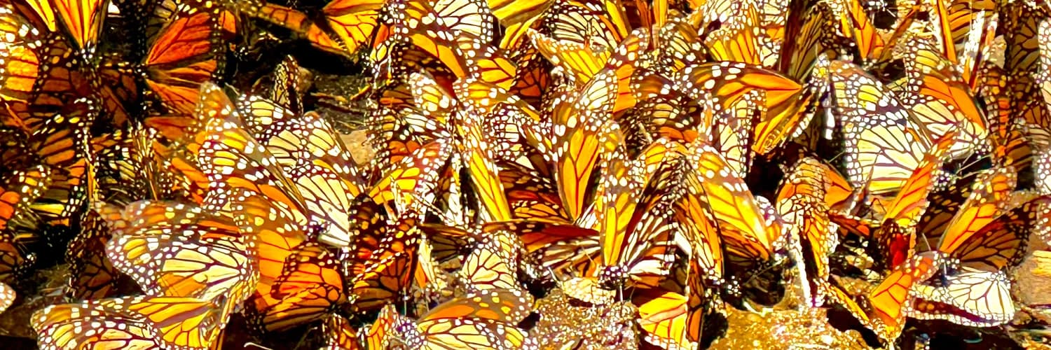 Banner del perfil