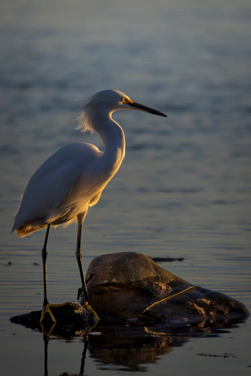 Snowy Egret Sunset