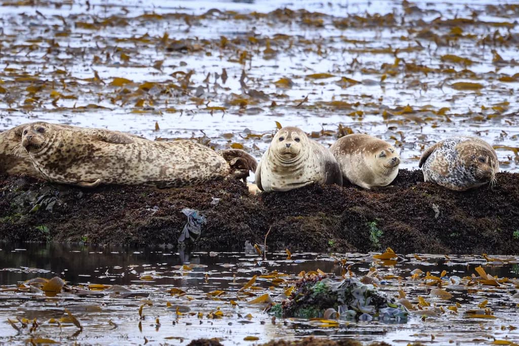 Smiling Seals