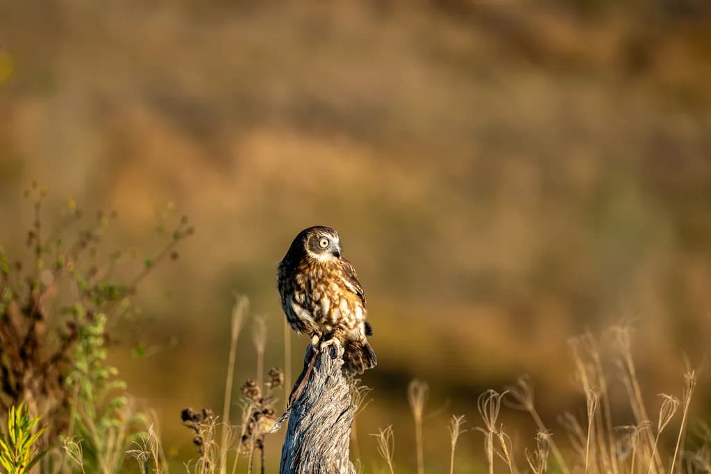 Perched Owl in Golden Light
