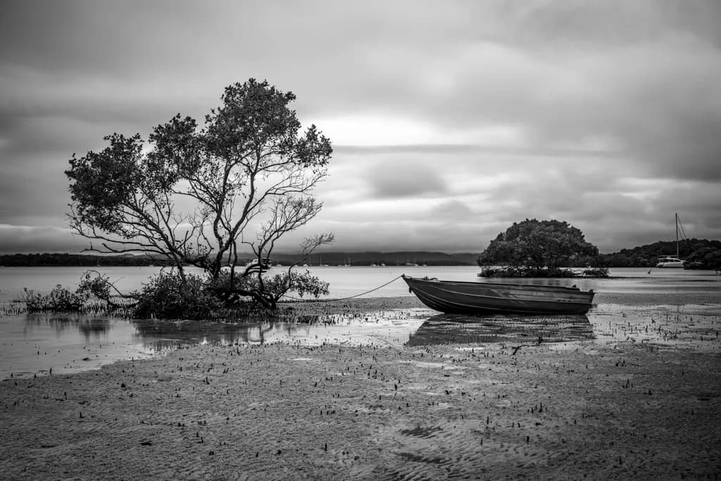 Mangrove Reflections