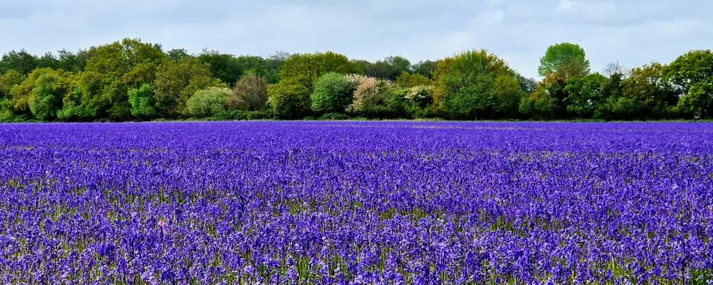 Purple Bloom