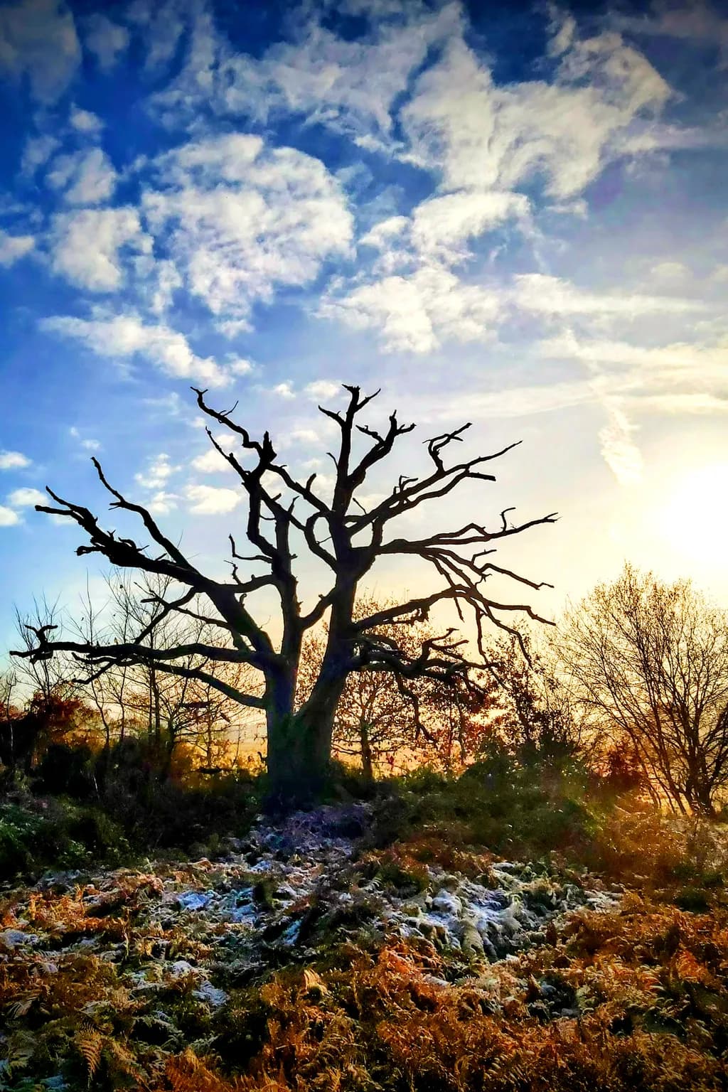 Winter Sentinel