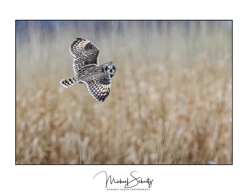 Skagit Valley Owl