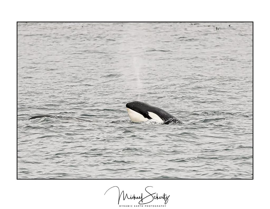 Majesty in Motion