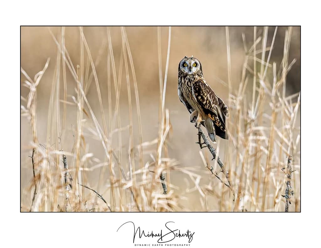 Short-eared Owl