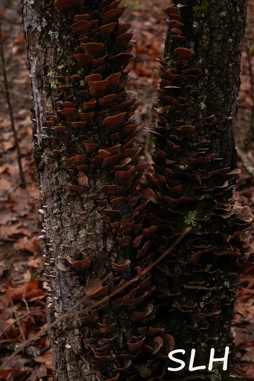 Mushroom Ascent