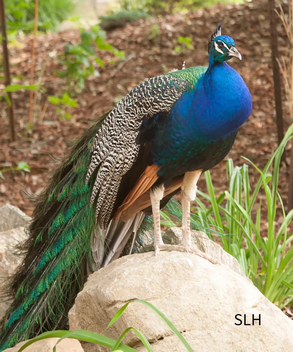 Regal Peacock