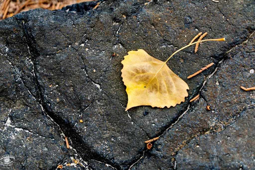 Ephemeral Heart